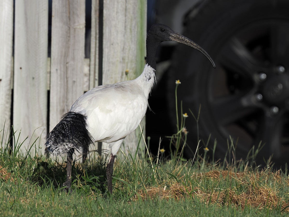 ibis australský - ML528944591
