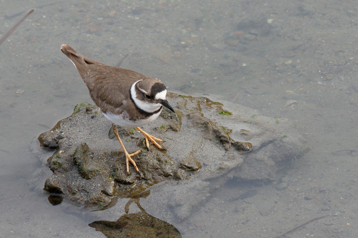 Long-billed Plover - ML528945071