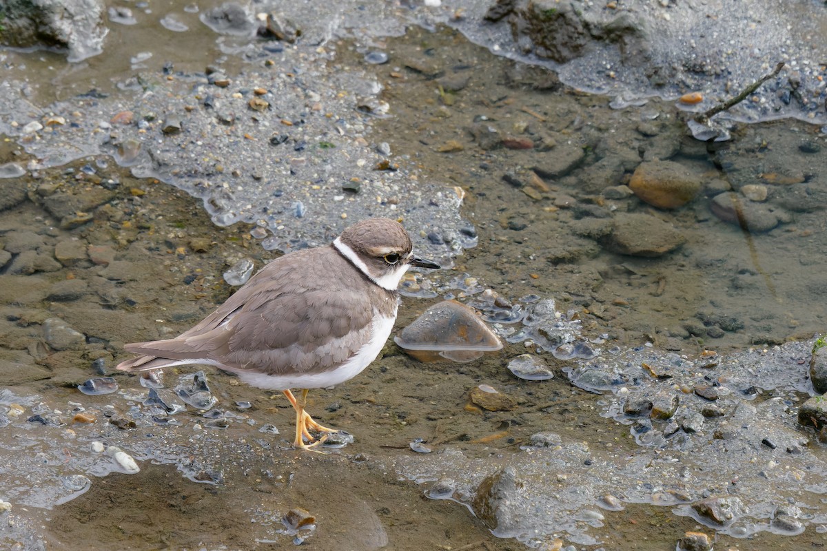 Long-billed Plover - ML528945081