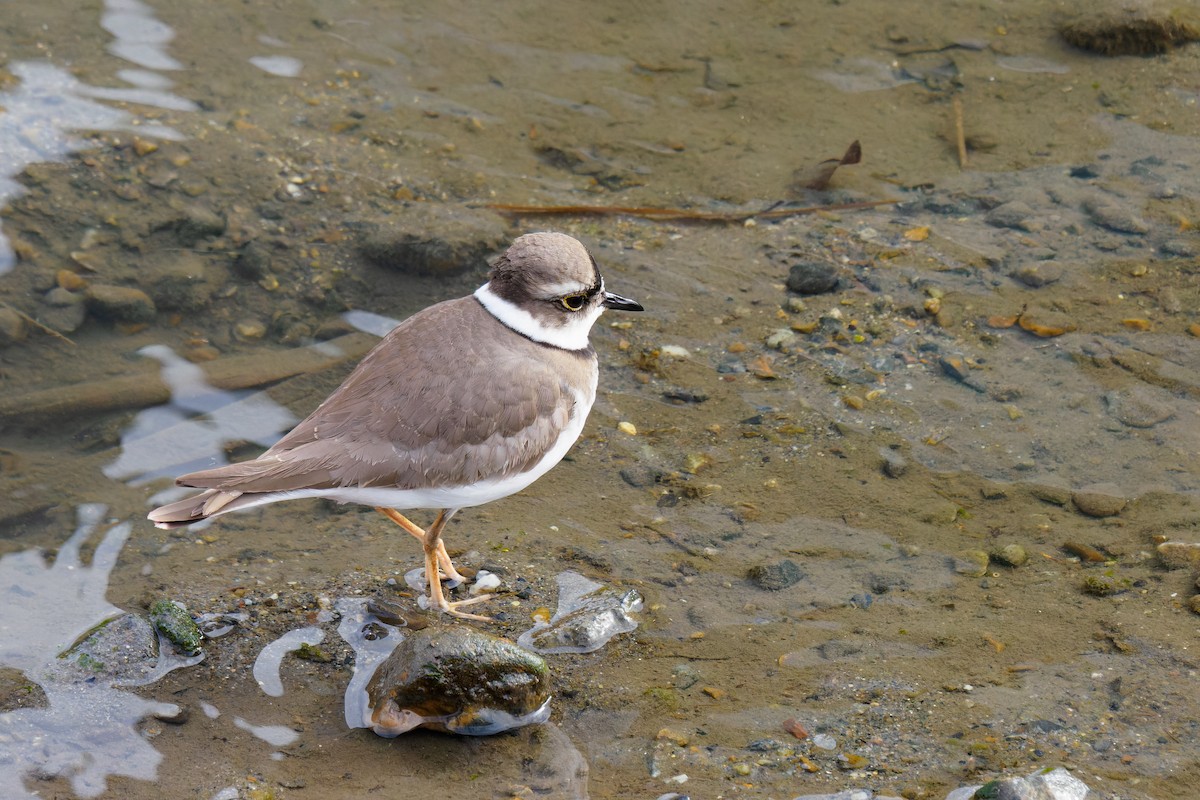 Long-billed Plover - ML528945091