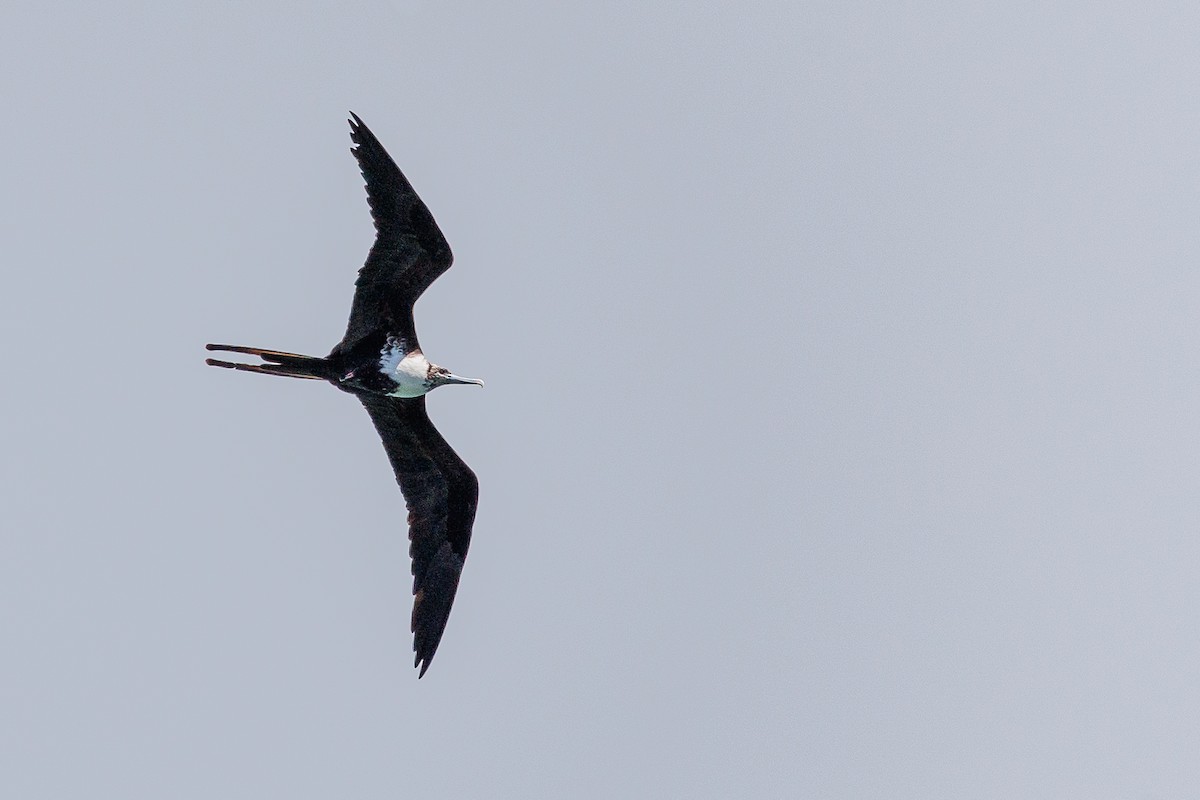 Magnificent Frigatebird - ML528947341