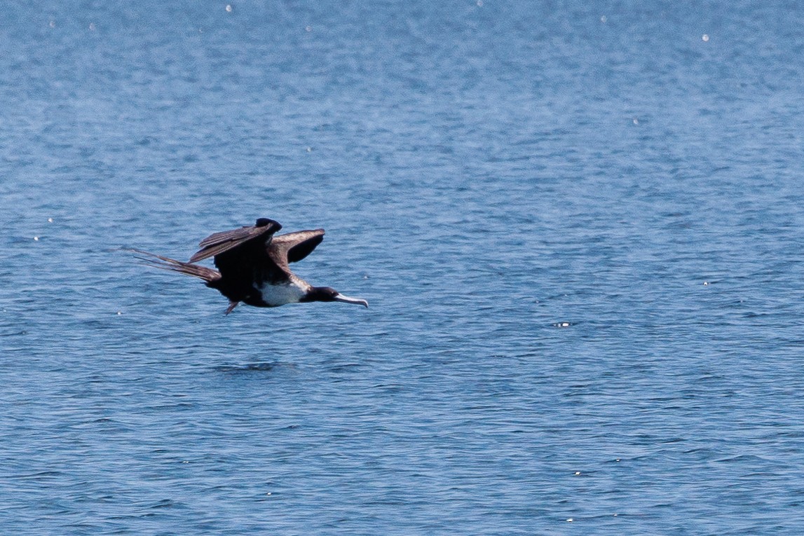 Magnificent Frigatebird - ML528947421