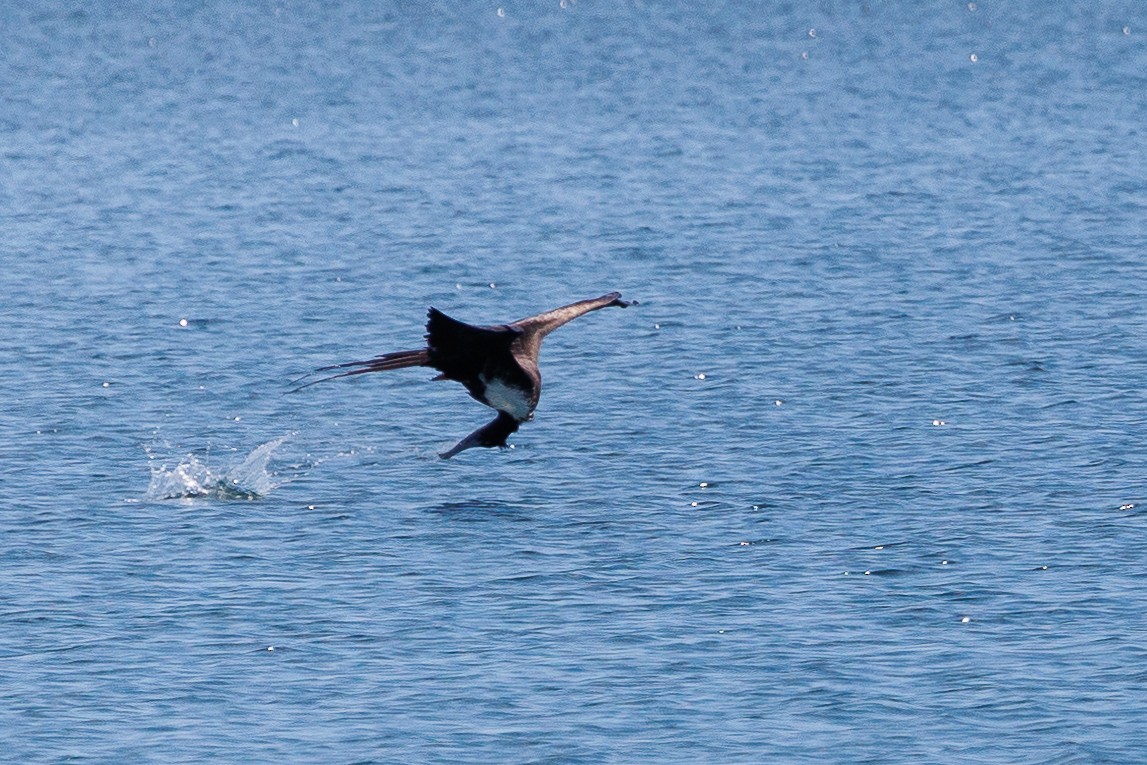 Magnificent Frigatebird - ML528947471