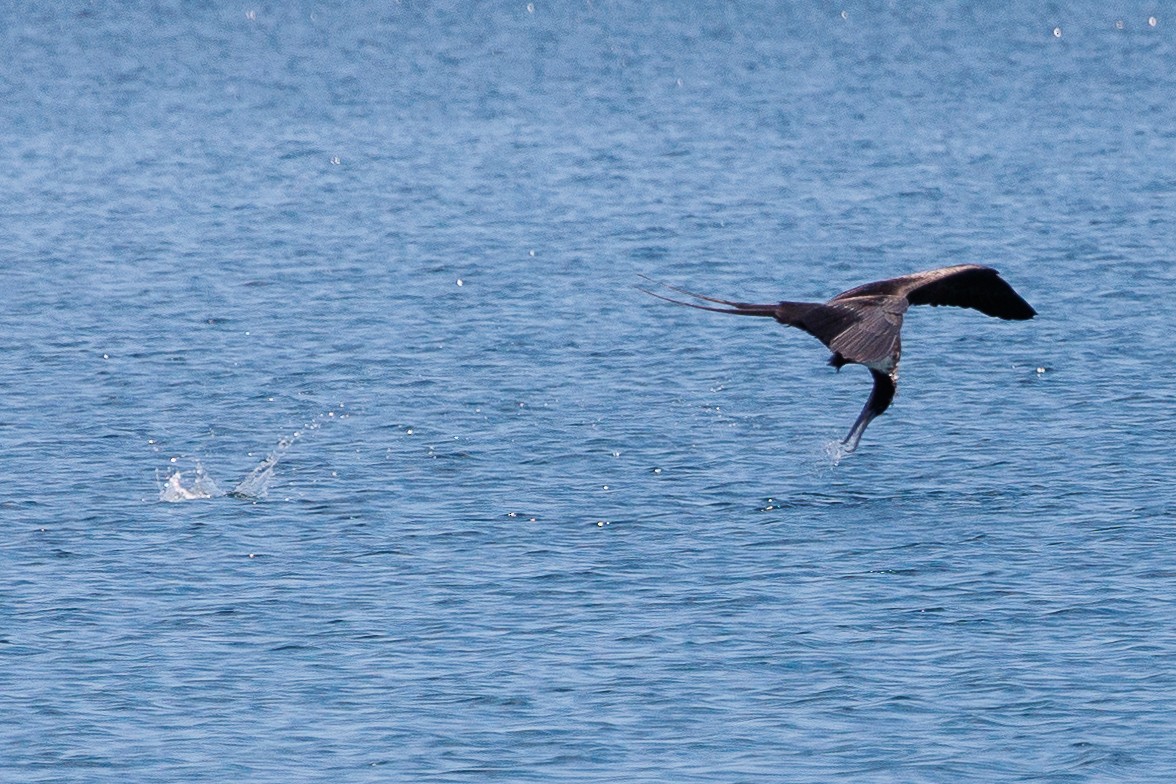 Magnificent Frigatebird - ML528947501