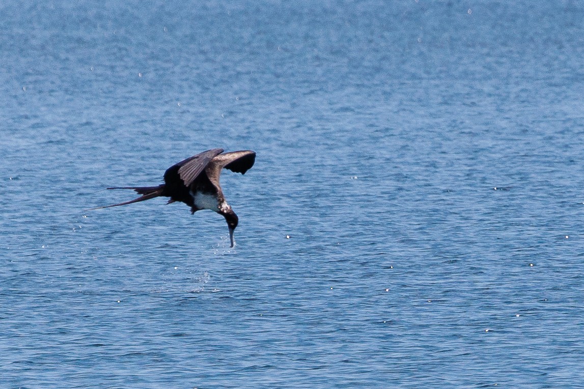 Magnificent Frigatebird - ML528947561