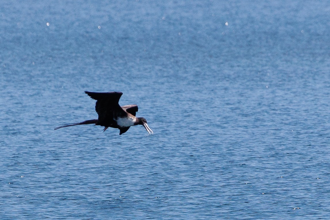 Magnificent Frigatebird - ML528947571