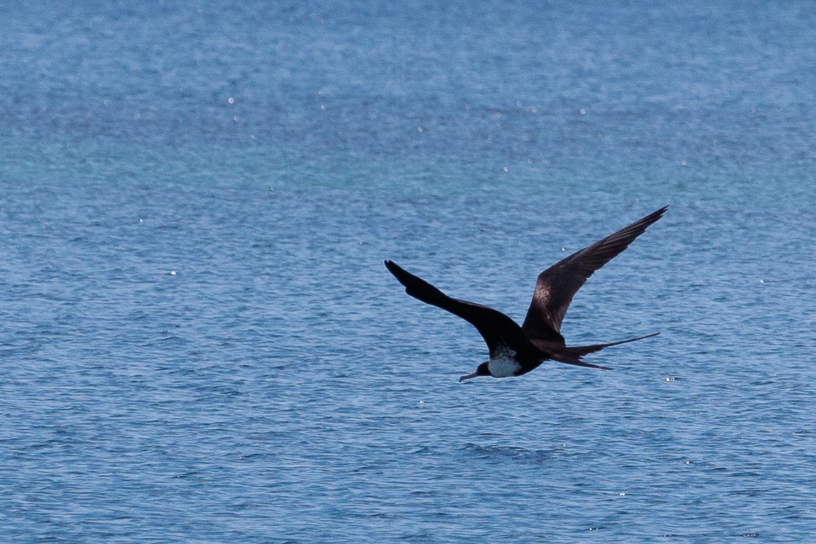 Magnificent Frigatebird - ML528947591