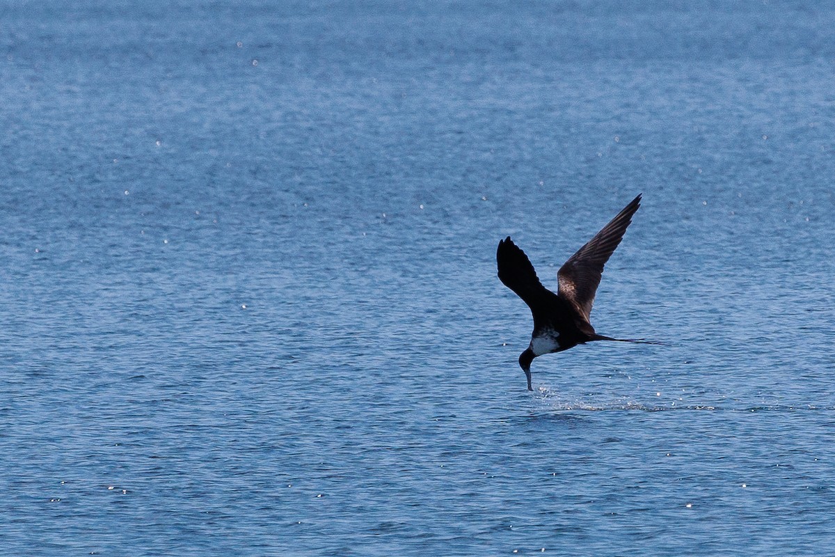 Magnificent Frigatebird - ML528947601