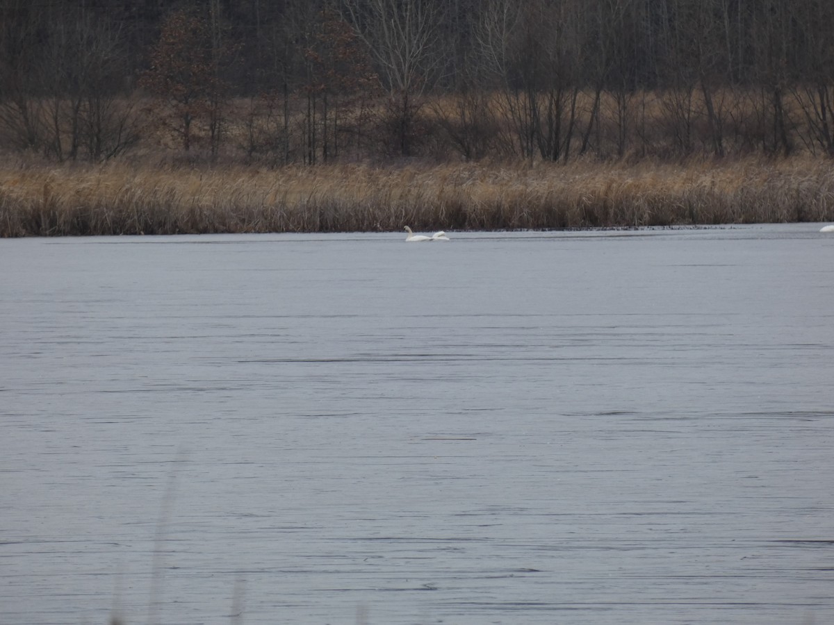 Trumpeter Swan - ML528949141