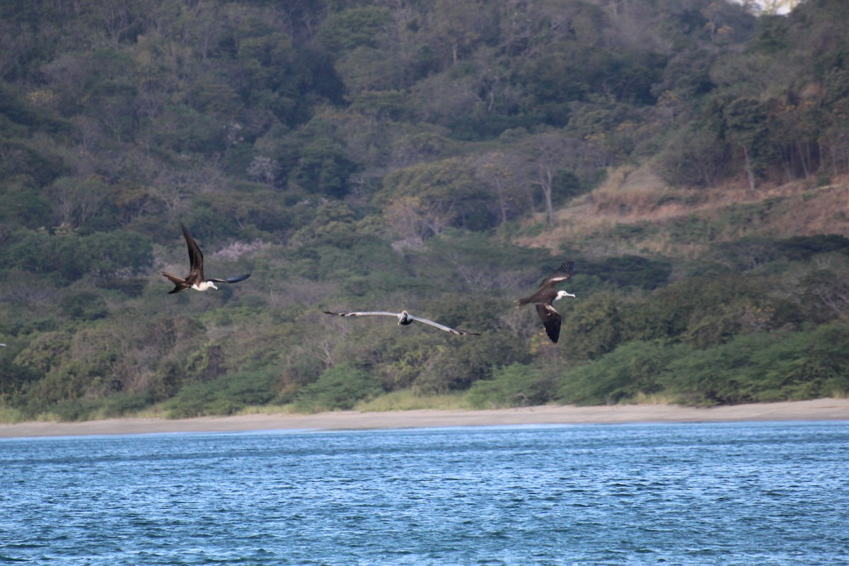 Magnificent Frigatebird - ML528949821