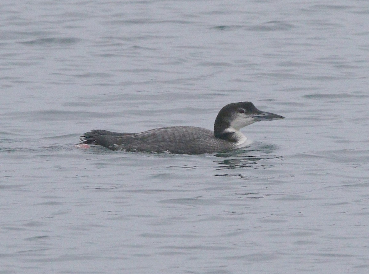 Common Loon - ML528950701