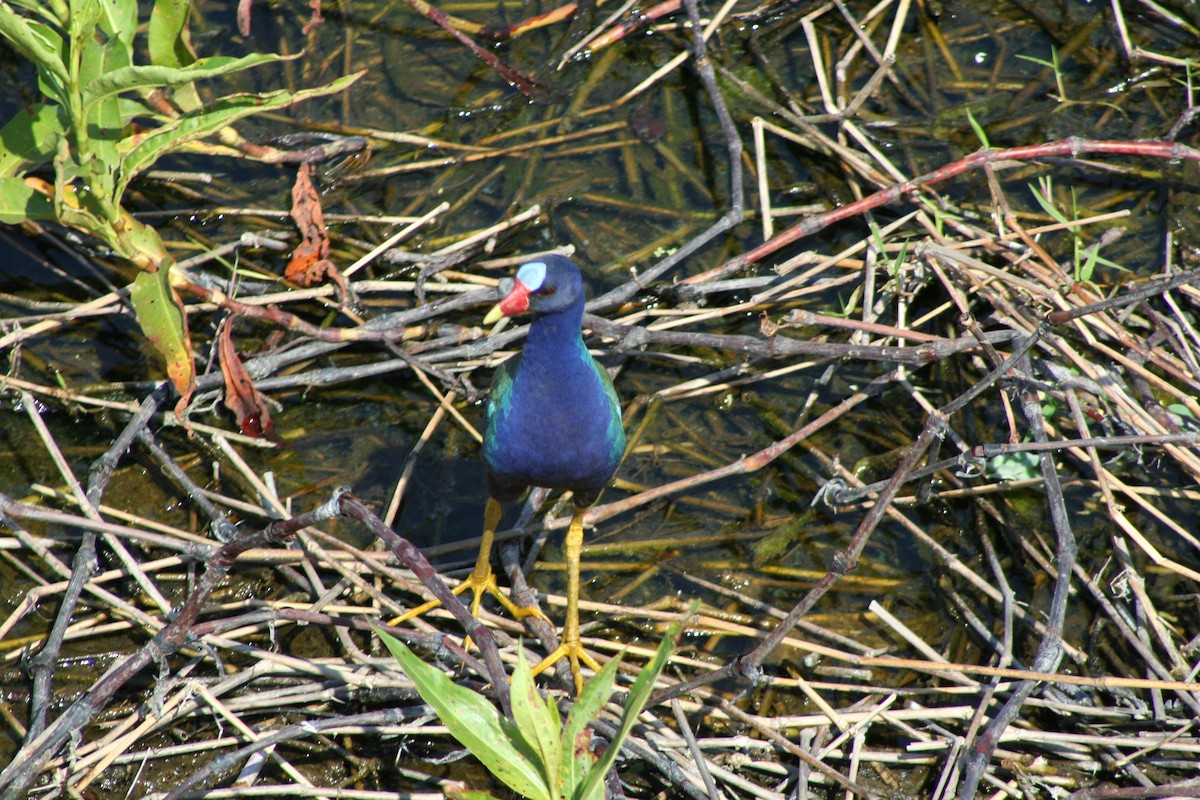 Purple Gallinule - David Simpson