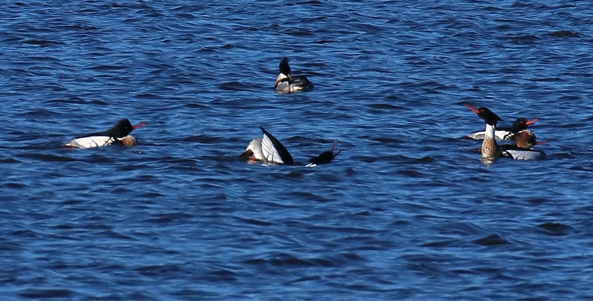 Red-breasted Merganser - ML528951461