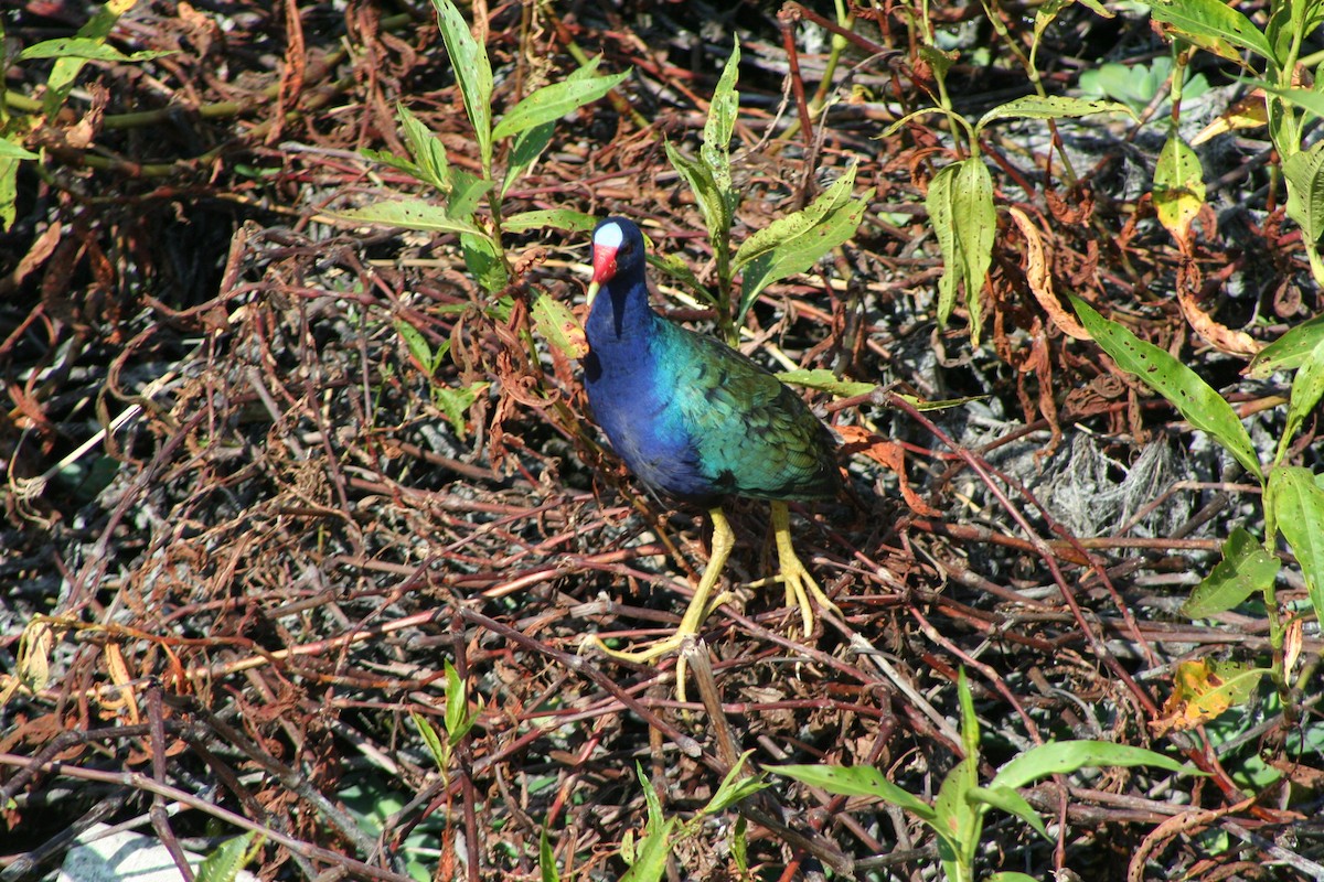Purple Gallinule - David Simpson