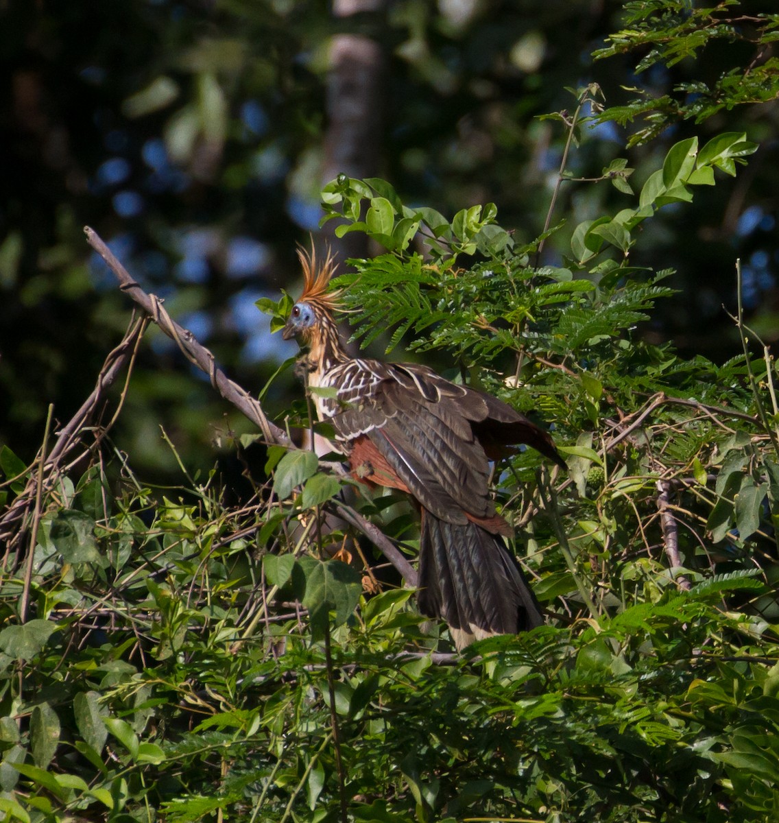 Hoatzin - ML52895351