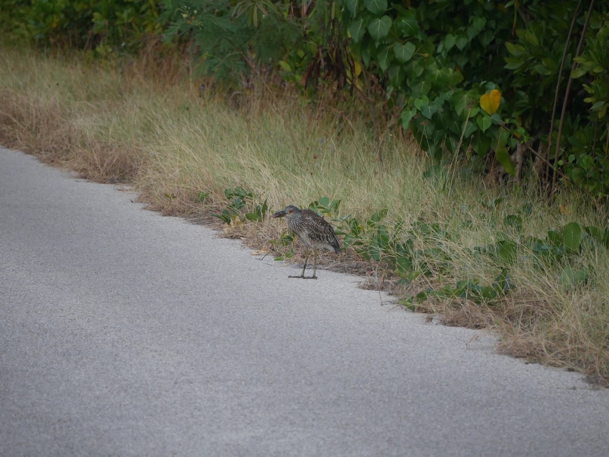 Yellow-crowned Night Heron - ML528954081