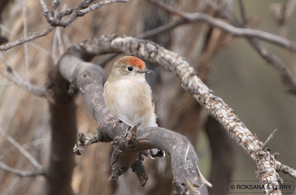 Red-capped Robin - ML52895611