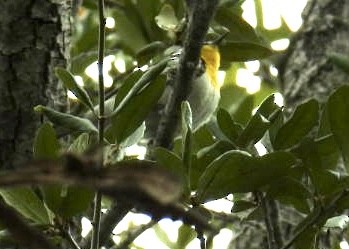 Yellow-throated Warbler - ML528956291