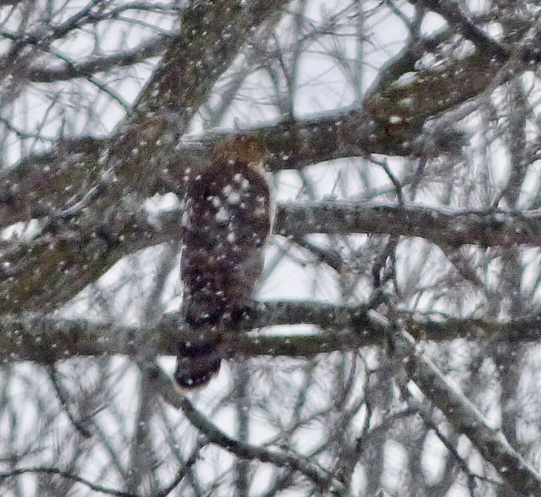 Red-shouldered Hawk - ML528956561