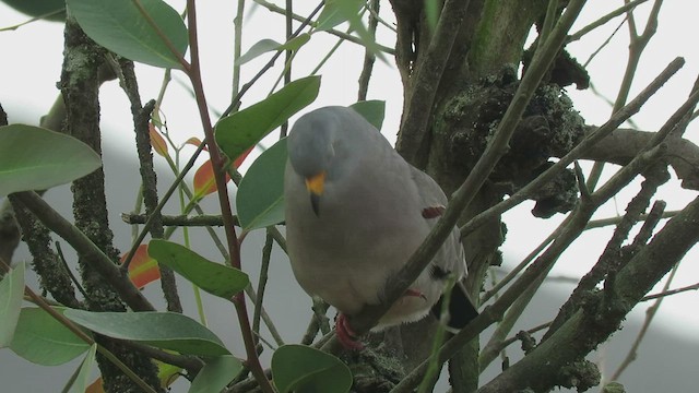 Croaking Ground Dove - ML528956801