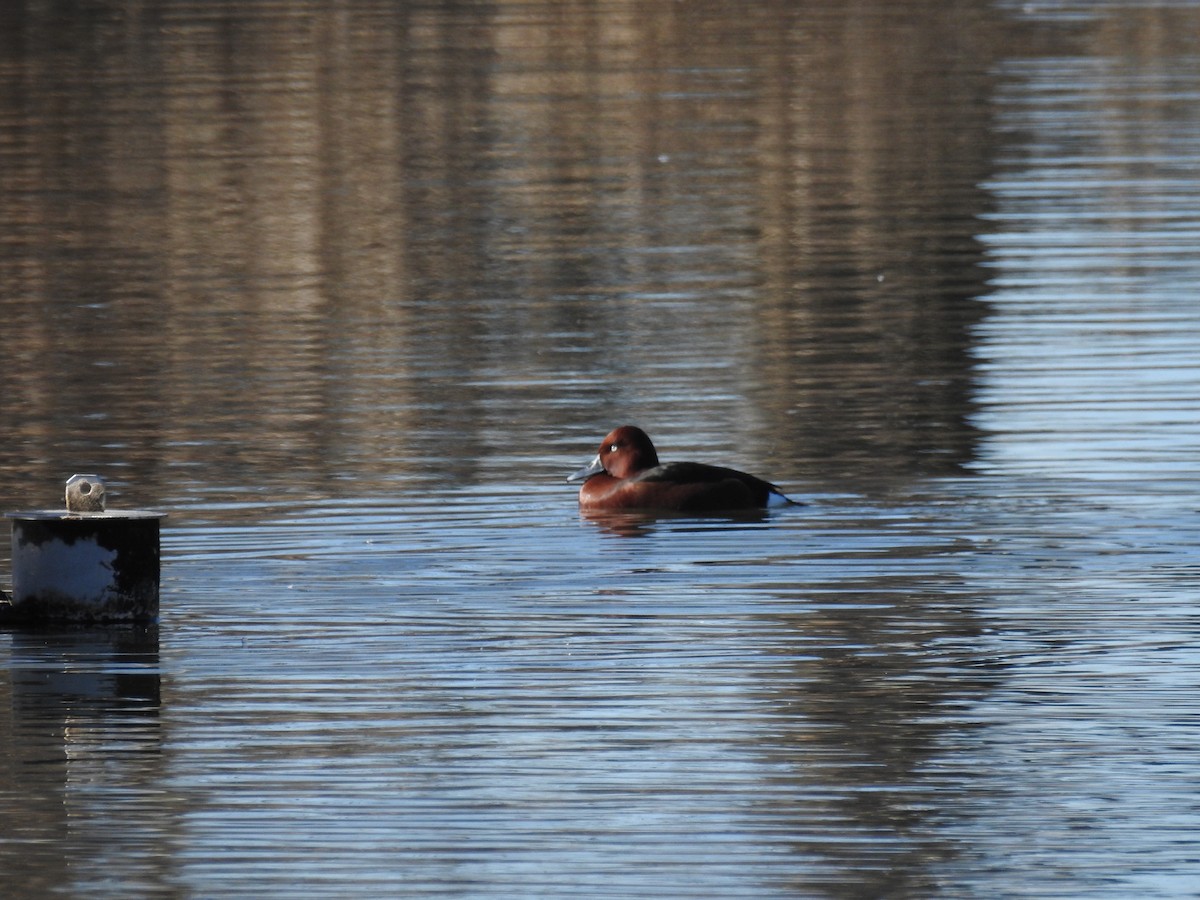 Ferruginous Duck - ML528957271