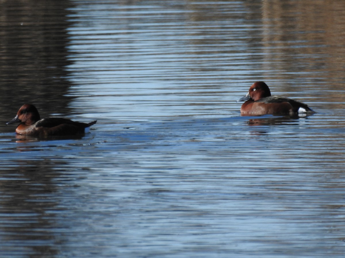 Ferruginous Duck - ML528957281