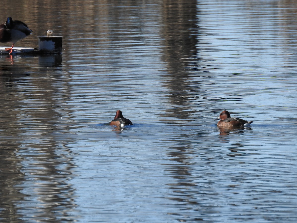 Ferruginous Duck - ML528957291