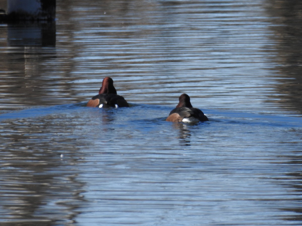 Ferruginous Duck - ML528957301