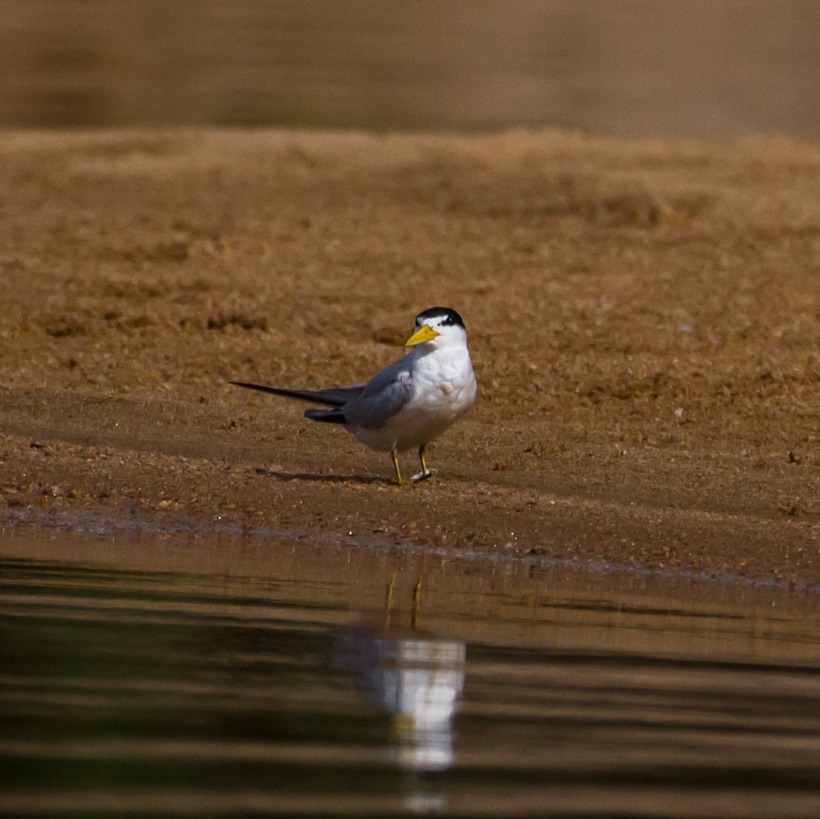 Yellow-billed Tern - ML52895731