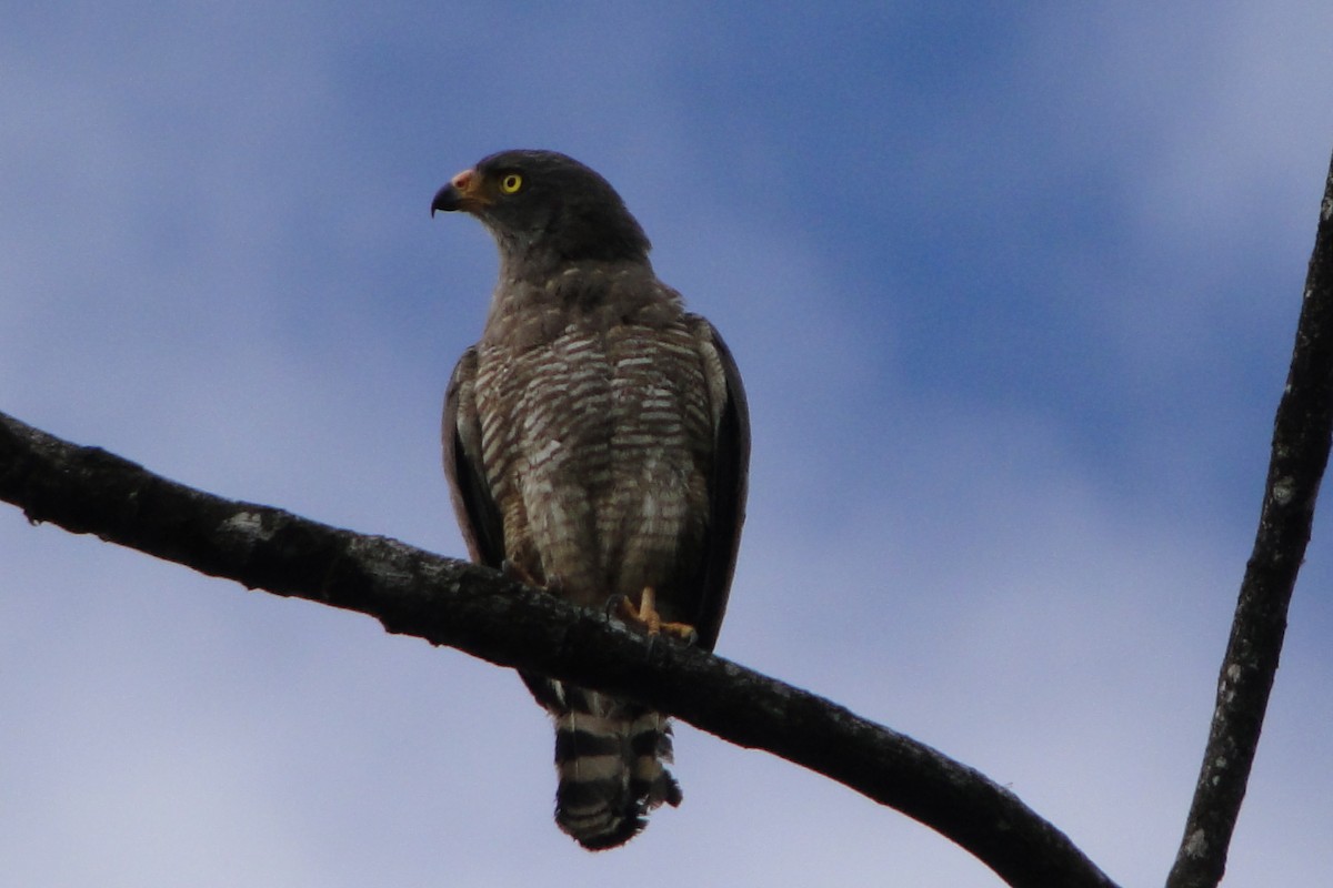 Roadside Hawk - ML52895741