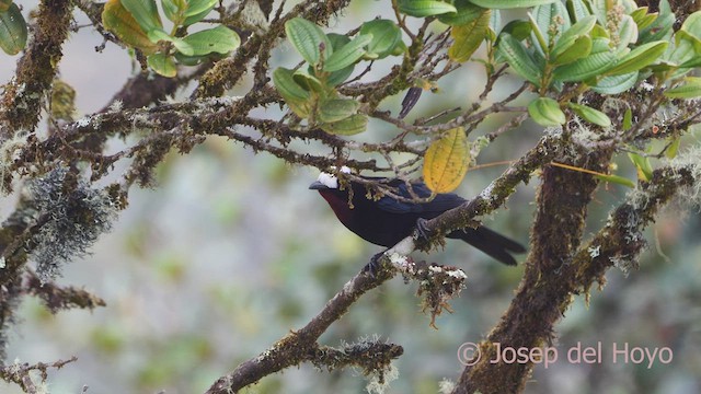 White-capped Tanager - ML528958581