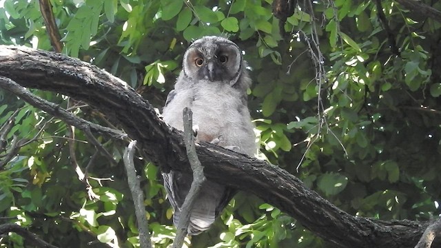 Long-eared Owl - ML528959651