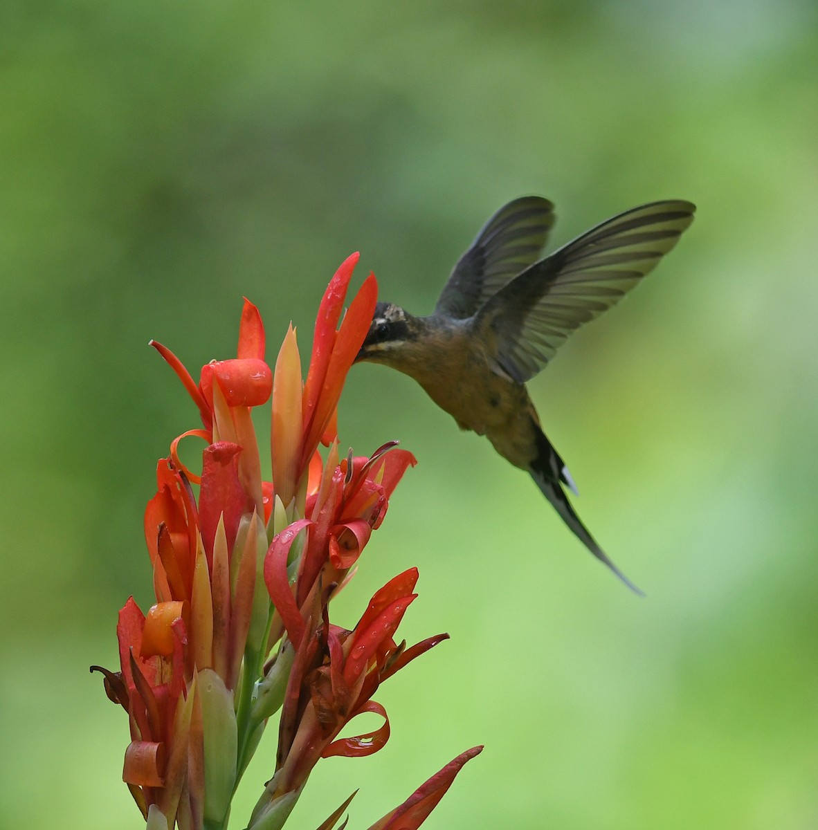 planaltoeremitt - ML528959721