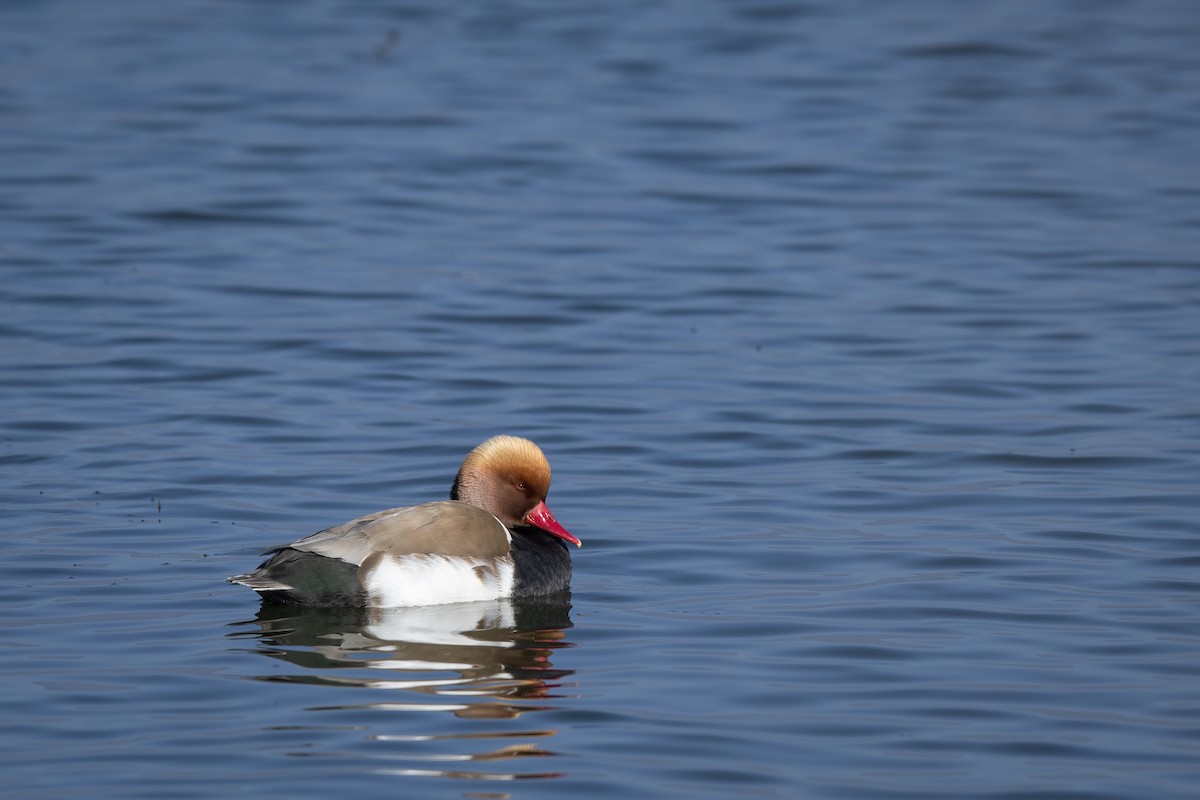 アカハシハジロ - ML528960991