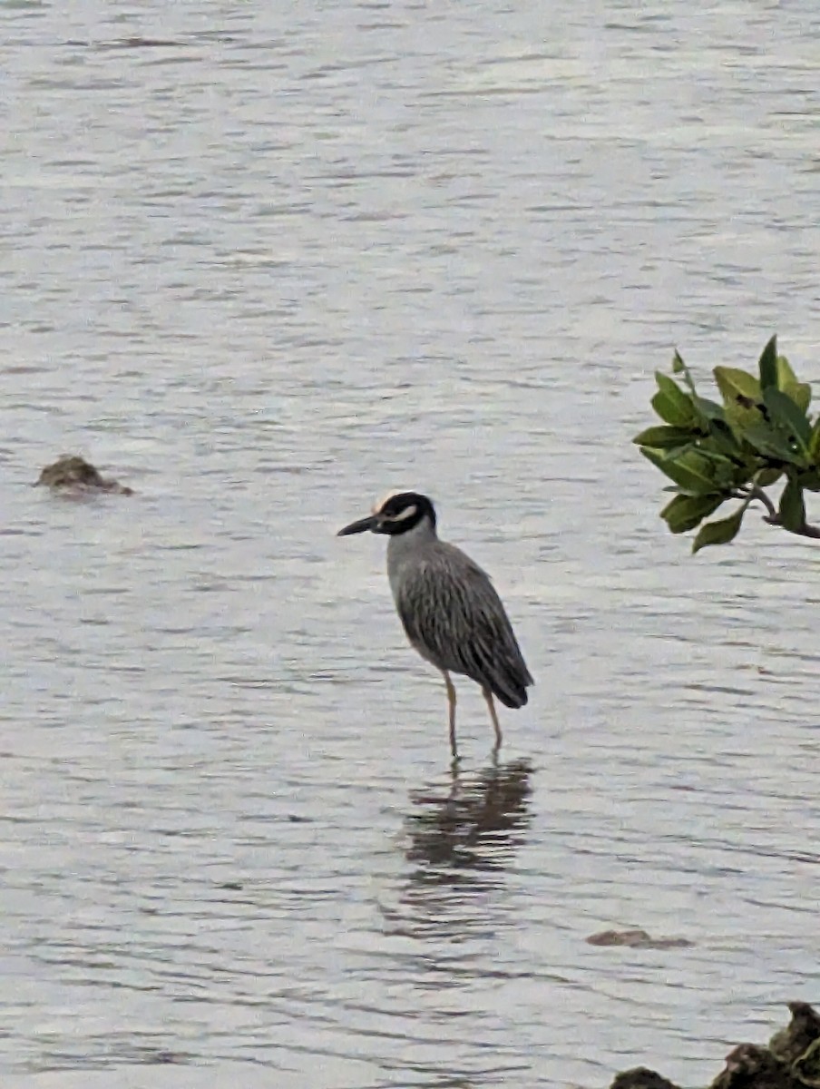 Yellow-crowned Night Heron - ML528961801