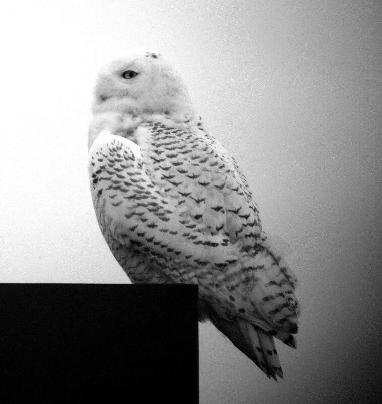 Snowy Owl - ML528961851