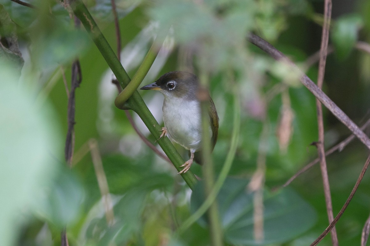 Morotai White-eye - ML528961971
