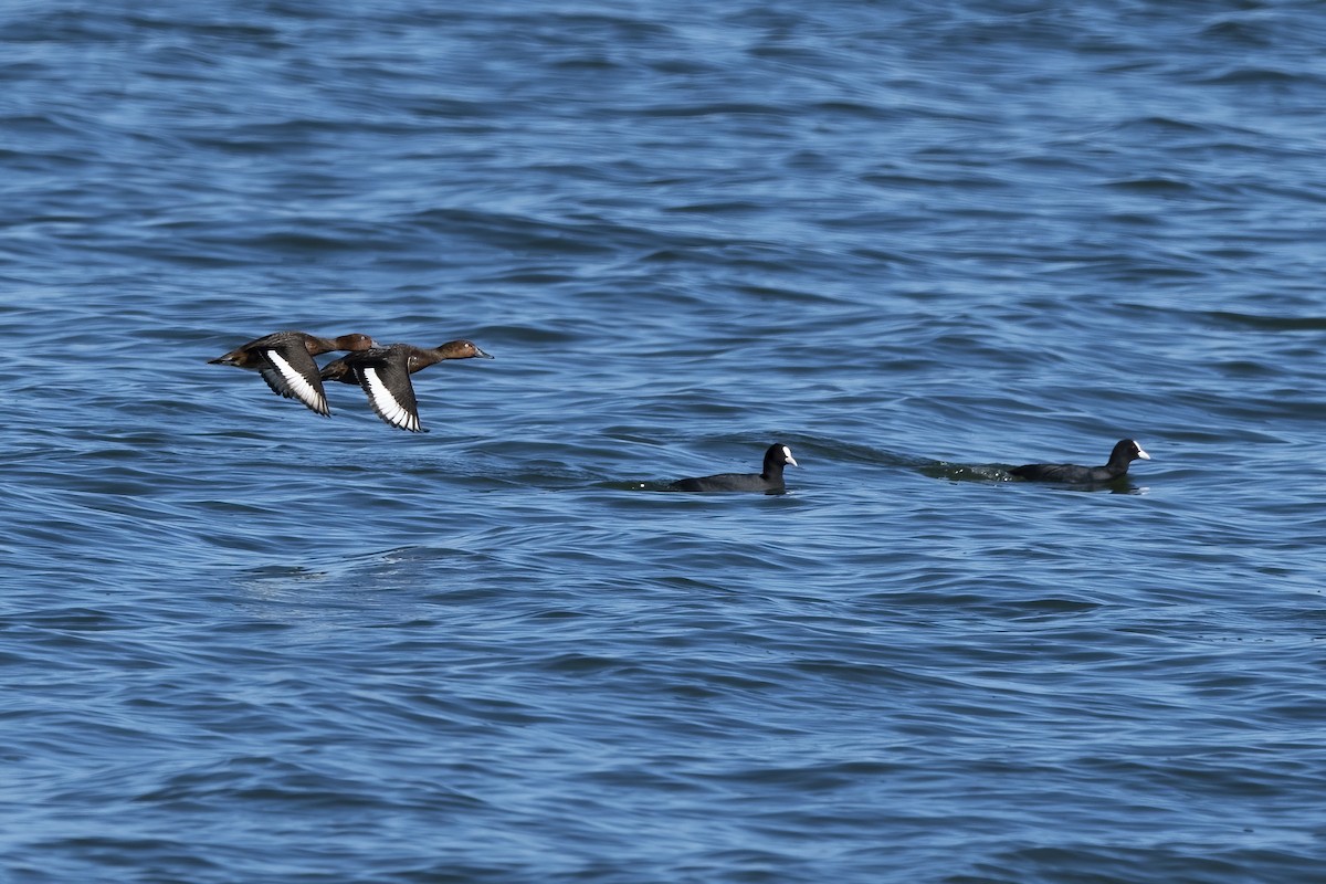 Ferruginous Duck - ML528962931