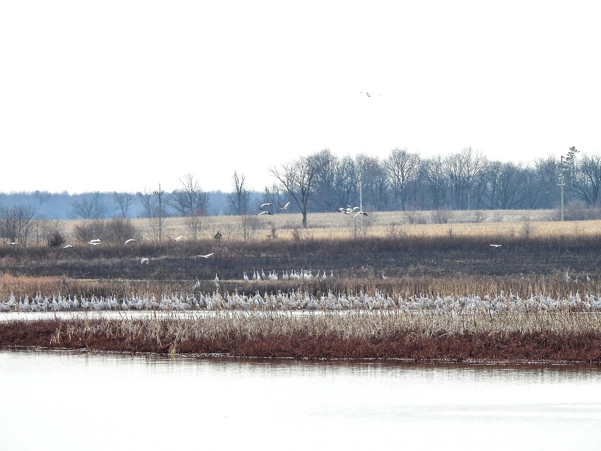 Sandhill Crane - ML528962971