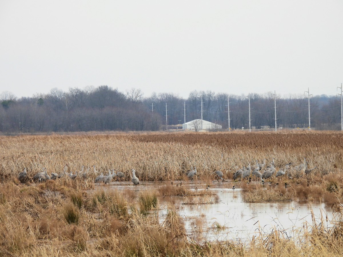 Sandhill Crane - ML528962981