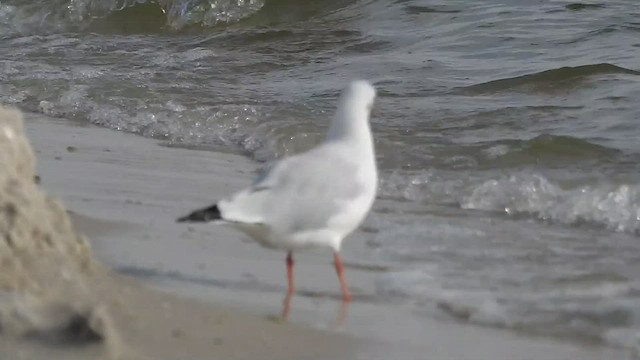 Mouette rieuse - ML528963121