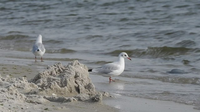 Mouette rieuse - ML528963131
