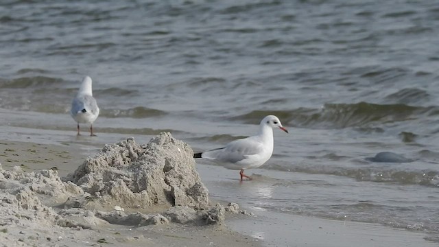 Black-headed Gull - ML528963131