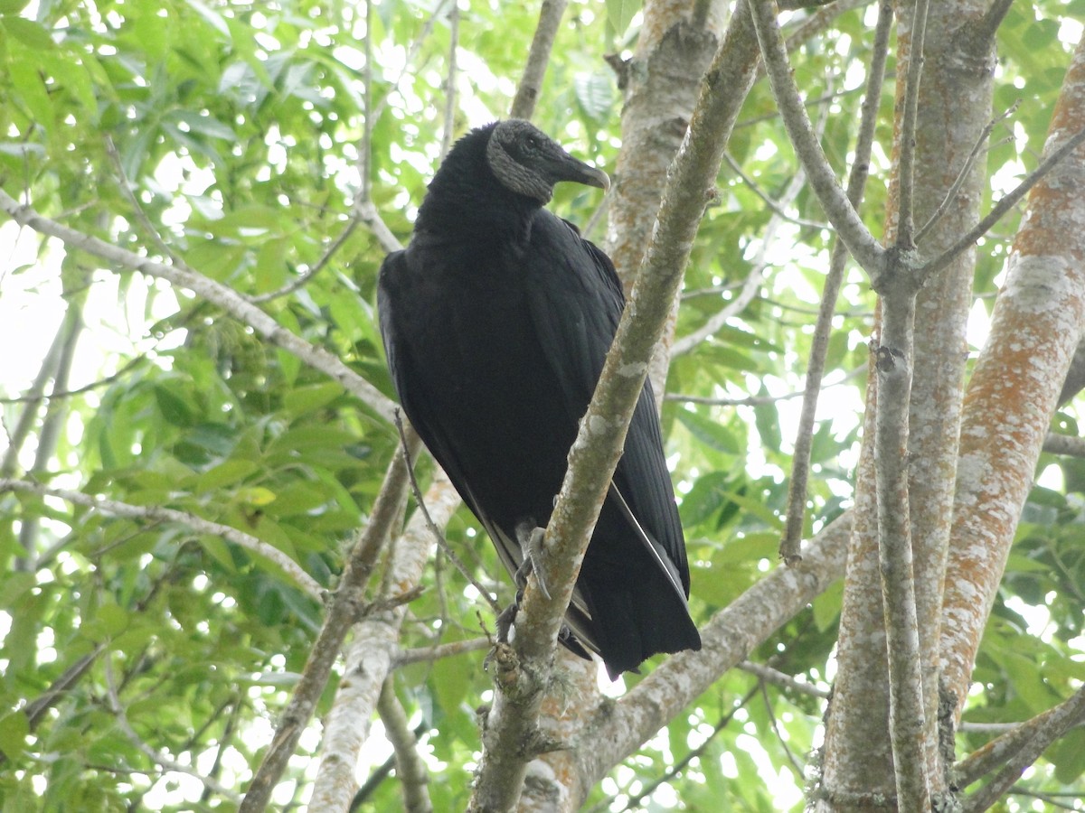 Black Vulture - ML52896361