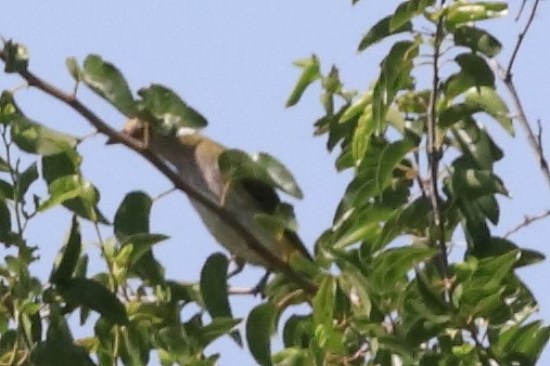 Eurasian Golden Oriole - ML528964441