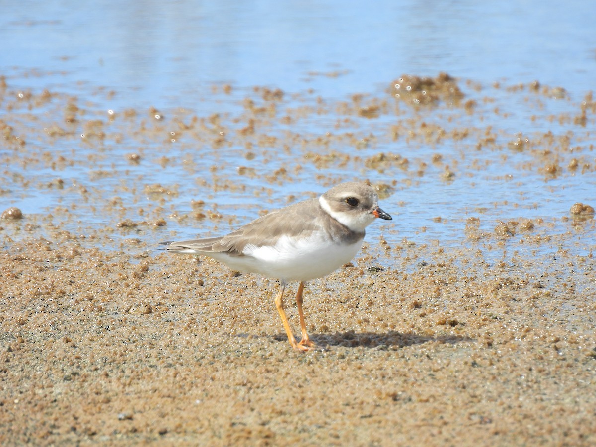 Semipalmated Plover - ML528964731