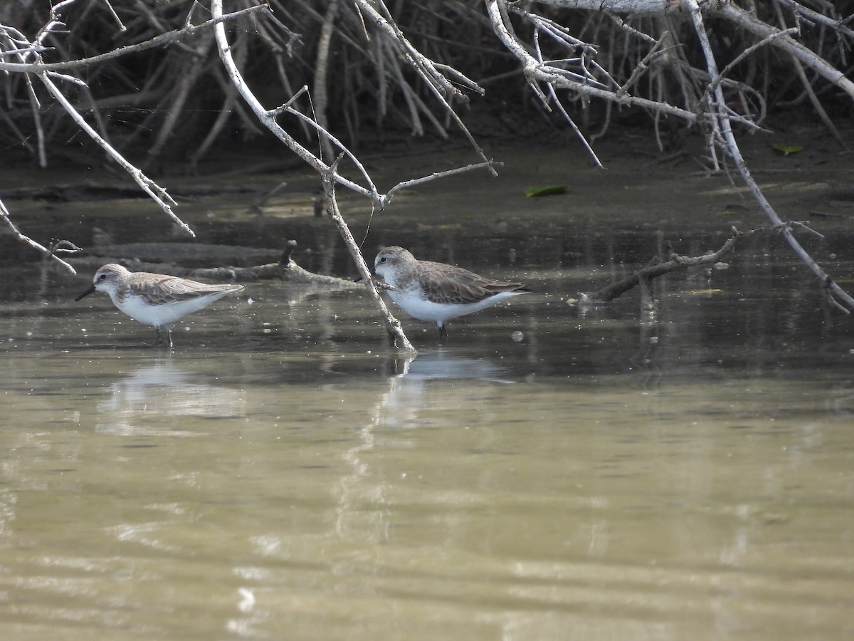 Semipalmated Sandpiper - ML528964831