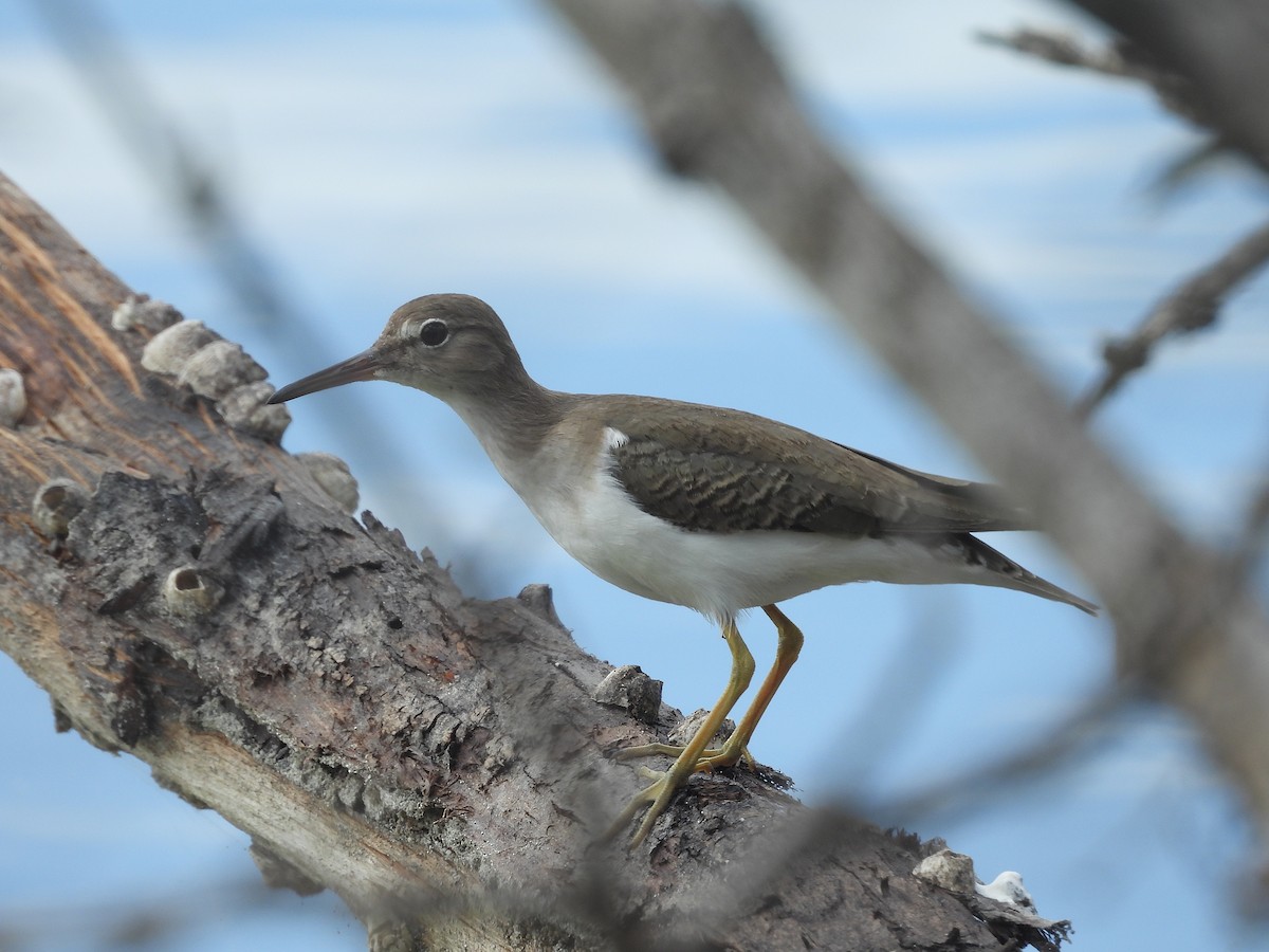 Spotted Sandpiper - ML528964881