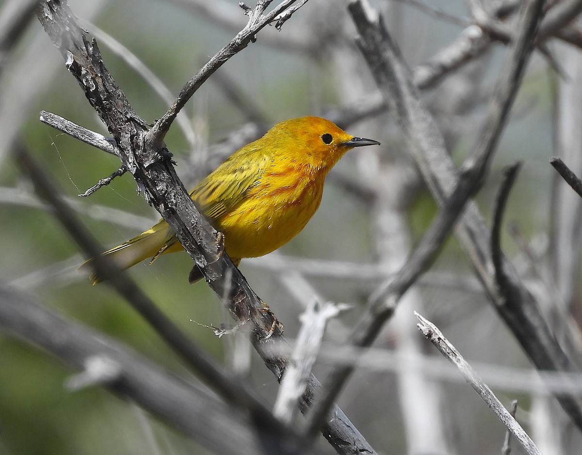 Yellow Warbler - ML528964971