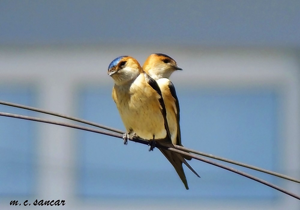 Red-rumped Swallow - ML528965711